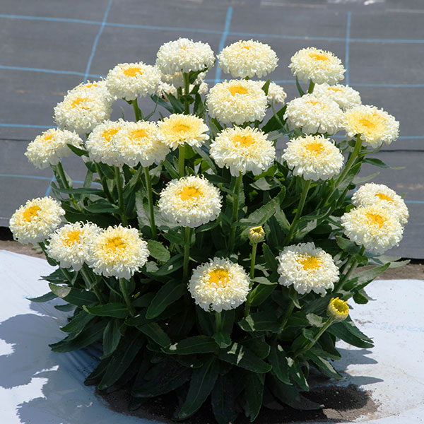 [26年3月中下旬予約]レウカンセマム：スフレエッグ　レモンイエロー3.5号ポット