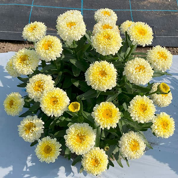 [26年3月中下旬予約]レウカンセマム：スフレエッグ　レモンイエロー3.5号ポット