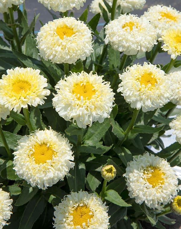 [26年3月中下旬予約]レウカンセマム：スフレエッグ　レモンイエロー3.5号ポット