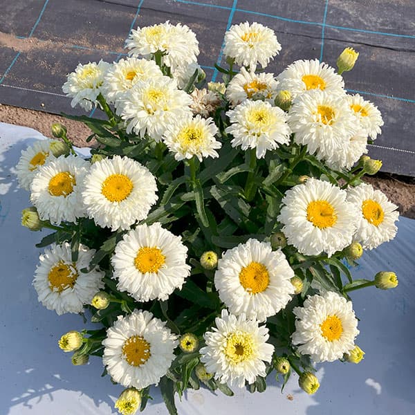 [26年3月中下旬予約]レウカンセマム：スフレエッグ　ホワイト3.5号ポット