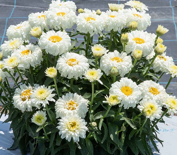 [26年3月中下旬予約]レウカンセマム：スフレエッグ　ホワイト3.5号ポット