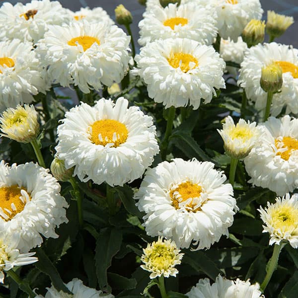 [26年3月中下旬予約]レウカンセマム：スフレエッグ　ホワイト3.5号ポット