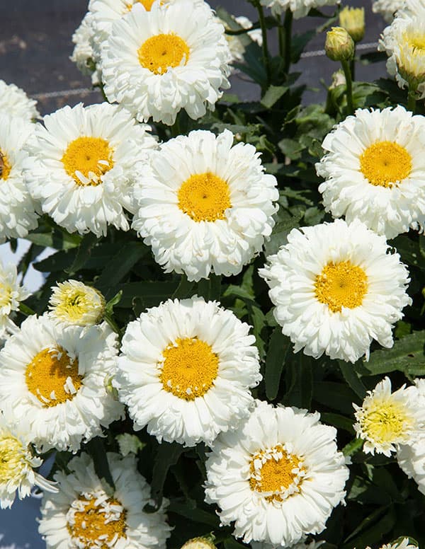 [26年3月中下旬予約]レウカンセマム：スフレエッグ　ホワイト3.5号ポット