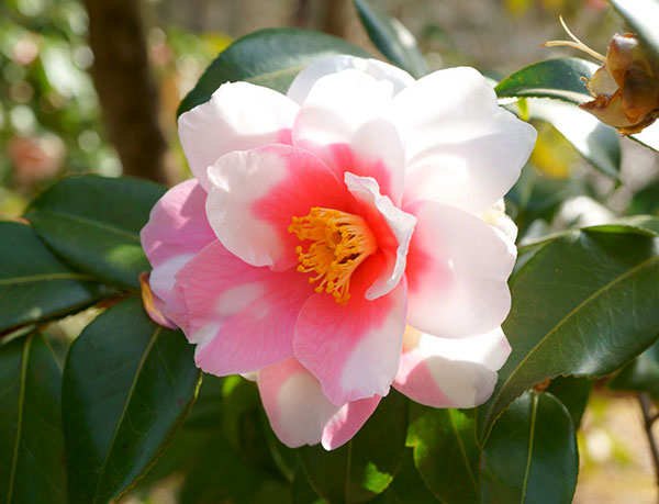 ハルサザンカ（山茶花）：絞り笑顔（シボリエガオ）4.5号ポット[1～3月頃開花　サザンカと椿の交配種]