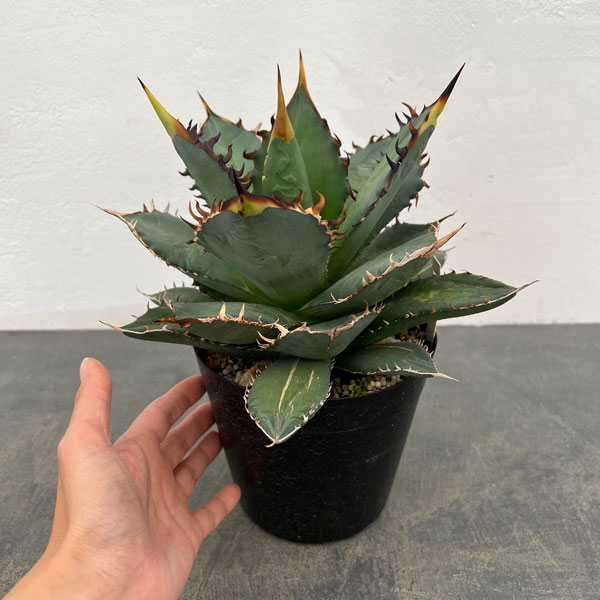 アガベ:チタノタ 5号25-01