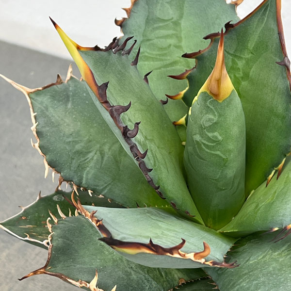 アガベ:チタノタ 5号25-01