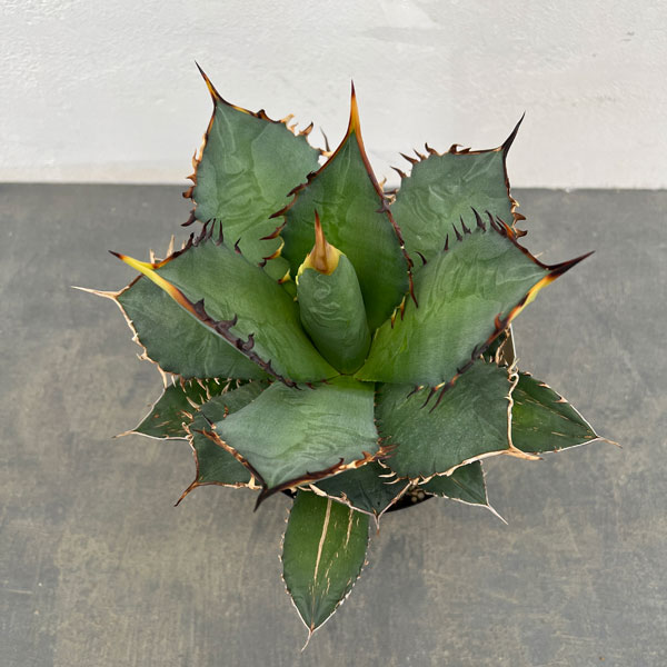 アガベ:チタノタ 5号25-01