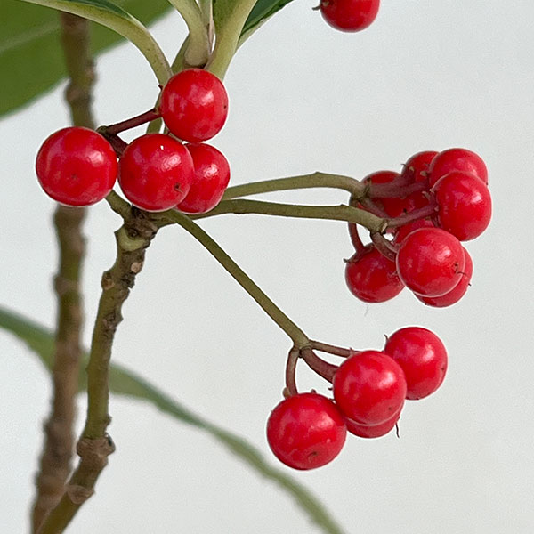 百両（カラタチバナ）：紅白寄せ植え5号鉢植え[実付き]