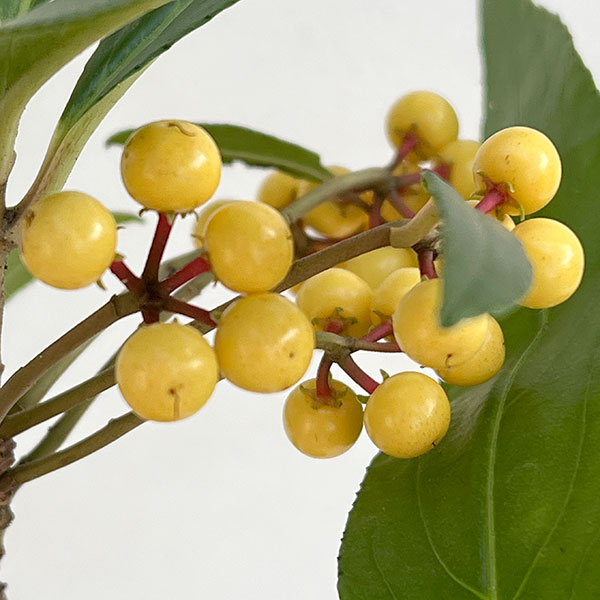 百両（カラタチバナ）：紅白寄せ植え5号鉢植え[実付き]