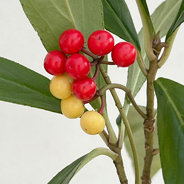 百両（カラタチバナ）：紅白寄せ植え5号鉢植え[実付き]