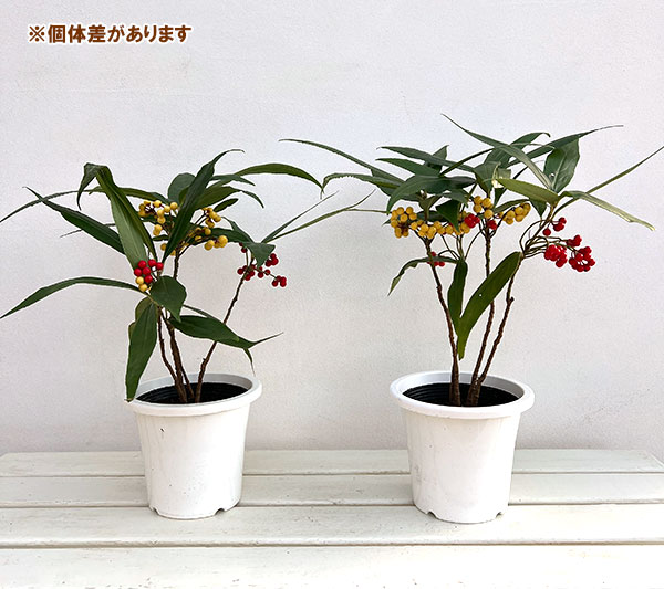 百両（カラタチバナ）：紅白寄せ植え5号鉢植え[実付き]