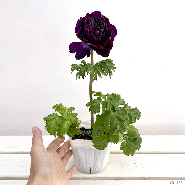 八重咲きアネモネ：オーロラ　バーガンディ3.5号ポット