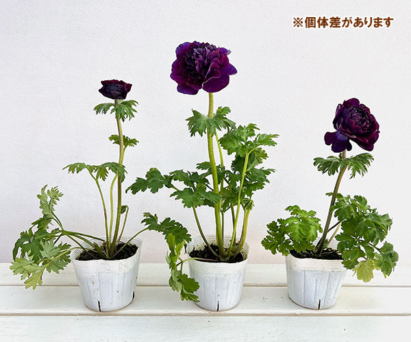 八重咲きアネモネ：オーロラ　バーガンディ3.5号ポット