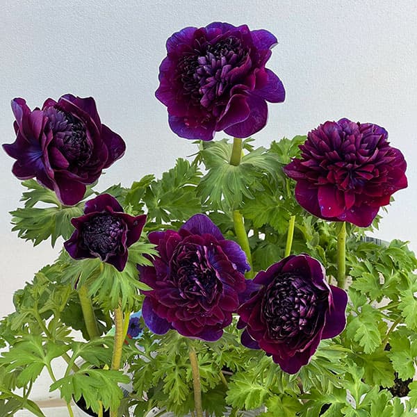 八重咲きアネモネ：オーロラ　バーガンディ3.5号ポット