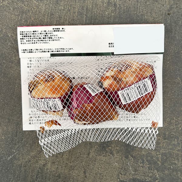 チューリップ:ブルーダイヤモンド3球入り(DE)(早咲き)