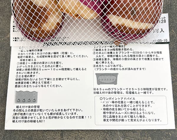 チューリップ:ブルーダイヤモンド3球入り(DE)(早咲き)