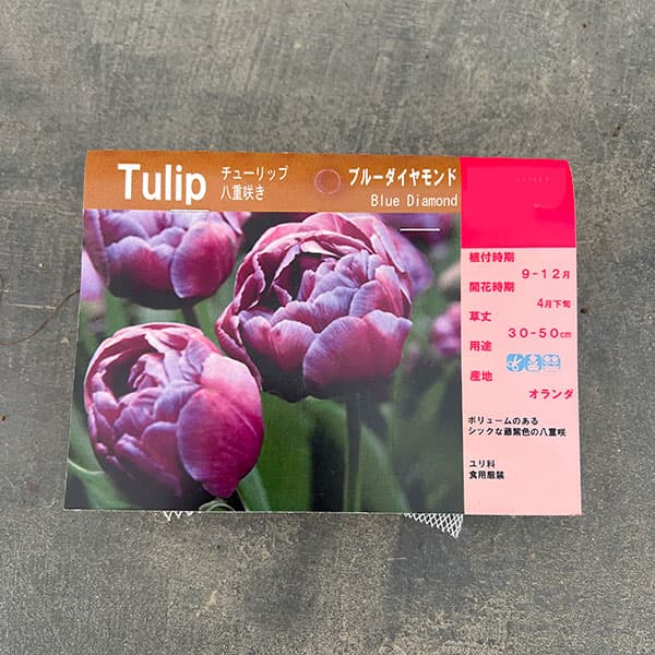 チューリップ:ブルーダイヤモンド3球入り(DE)(早咲き)