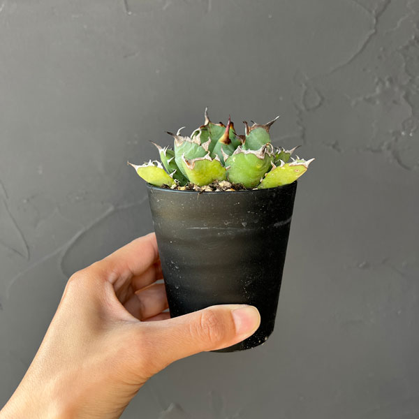 アガベ:チタノタ 姫巌竜 3号鉢植え*