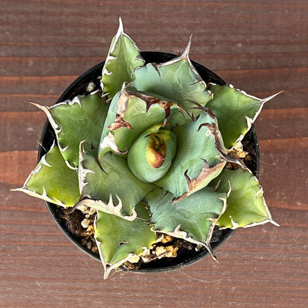 アガベ:チタノタ 姫巌竜 3号鉢植え*