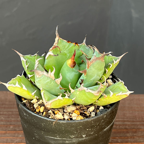 アガベ:チタノタ 姫巌竜 3号鉢植え*