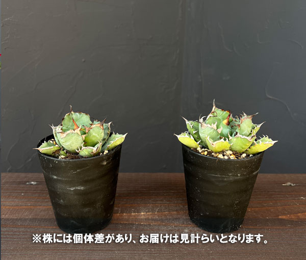 アガベ:チタノタ 姫巌竜 3号鉢植え*