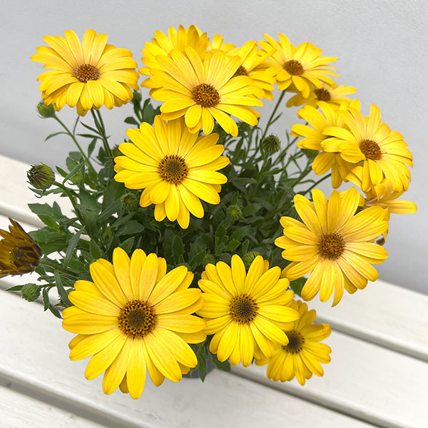 オステオスペルマム:セレニティ ディープイエロー5号鉢植え