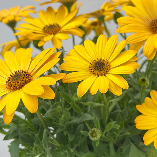 オステオスペルマム:セレニティ ディープイエロー5号鉢植え