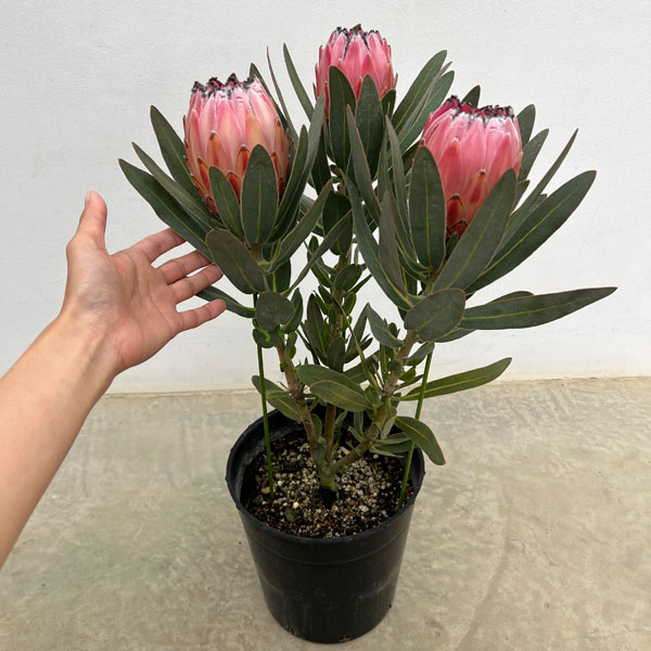 プロテア:オーストラリスピンク 7号鉢植え25-05