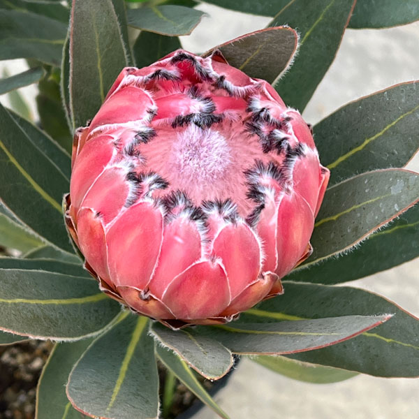 プロテア:オーストラリスピンク 7号鉢植え25-05