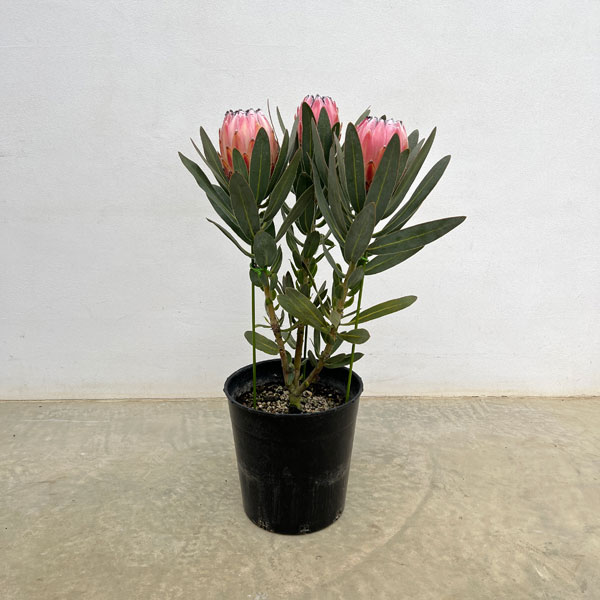 プロテア:オーストラリスピンク 7号鉢植え25-05