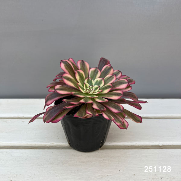 アエオニウム:ハクゲッコウ 3.5号ポット