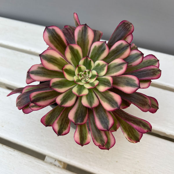 アエオニウム:ハクゲッコウ 3.5号ポット