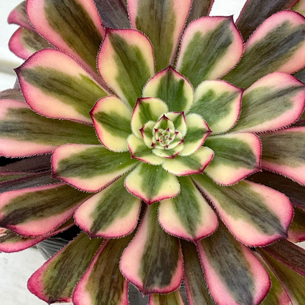 アエオニウム:ハクゲッコウ 3.5号ポット