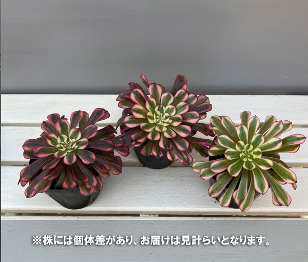 アエオニウム:ハクゲッコウ 3.5号ポット