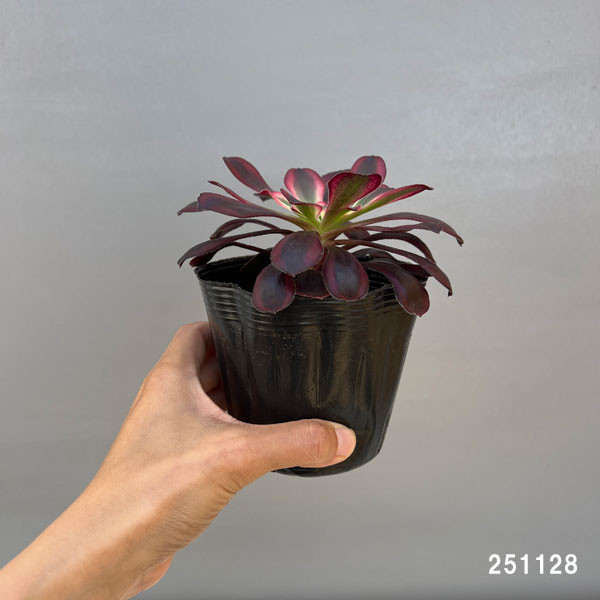 アエオニウム:シャネル 3.5号ポット