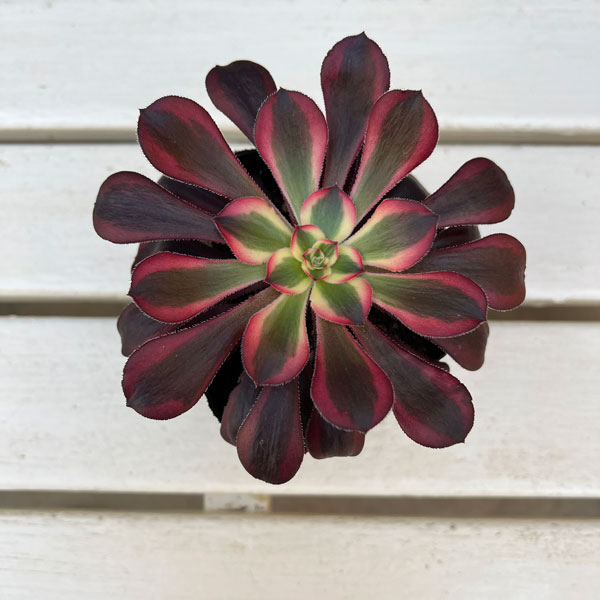 アエオニウム:シャネル 3.5号ポット