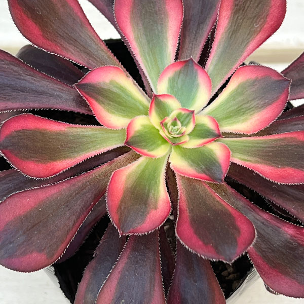 アエオニウム:シャネル 3.5号ポット