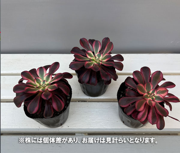 アエオニウム:シャネル 3.5号ポット