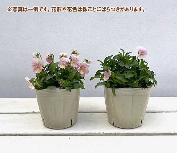 【お1人様1ポット】ビオラ:ときめきビオラ ブルーミングピンク3.5号ポット