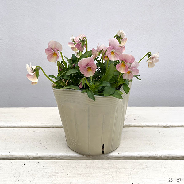 【お1人様1ポット】ビオラ:ときめきビオラ ブルーミングピンク3.5号ポット