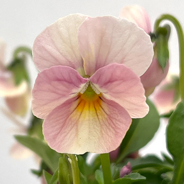 【お1人様1ポット】ビオラ:ときめきビオラ ブルーミングピンク3.5号ポット