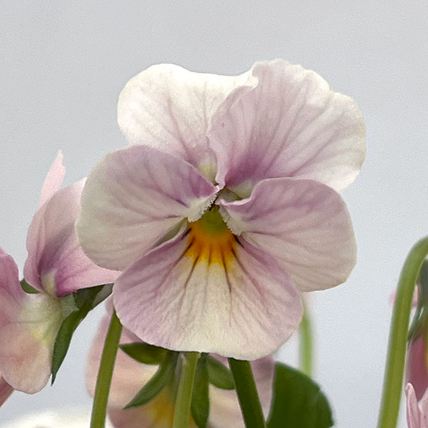 【お1人様1ポット】ビオラ:ときめきビオラ ブルーミングピンク3.5号ポット