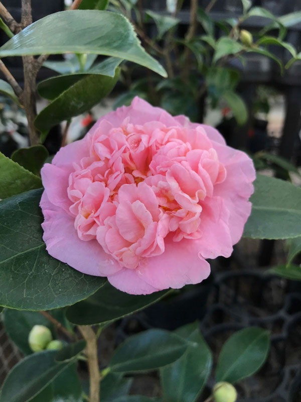 椿（ツバキ）：楼蘭花（ろうらんか）4号ポット