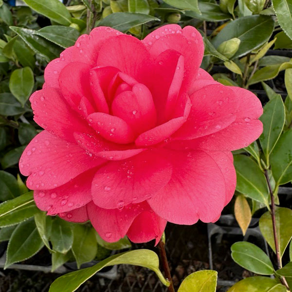 椿（ツバキ）：玉菊（たまぎく）　4号ポット