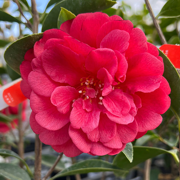 椿（ツバキ）：玉菊（たまぎく）　4号ポット