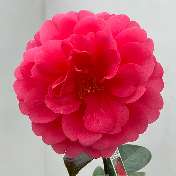 椿（ツバキ）：玉菊（たまぎく）　4号ポット