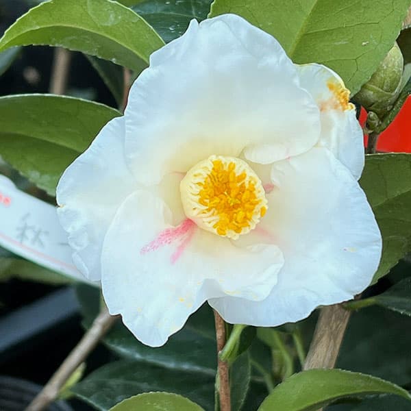 椿（ツバキ）：秋一番　4号ポット