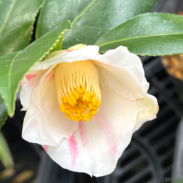 ツバキ（椿）：秋一番　4号ポット