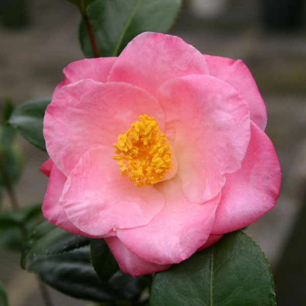 椿（ツバキ）：ヌチオズカルーセル　4号ポット