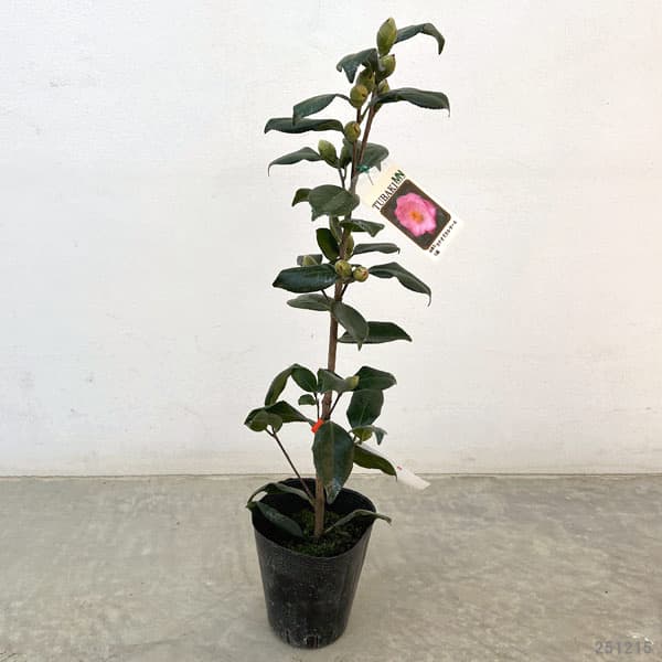 ツバキ（椿）：ヌチオズカルーセル　4号ポット